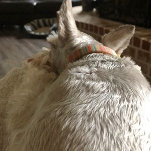 Meet your Posher, Bridgette